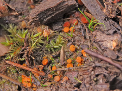 Byssonectria fusispora