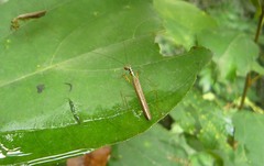 Hapalopezella maculata