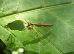 Hapalopezella maculata