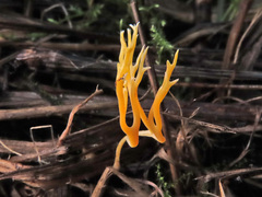 Ramariopsis crocea