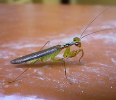 Hapalopezella maculata