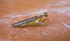 Hapalopezella maculata