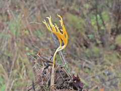 Ramariopsis crocea