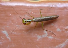 Hapalopezella maculata