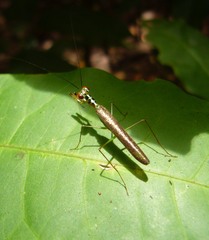 Hapalopezella maculata