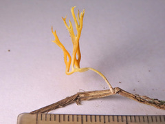 Ramariopsis crocea