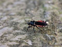 Ectrychotes andreae