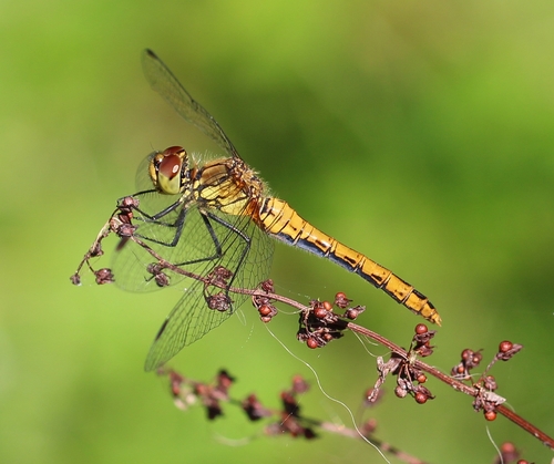 Ruddy Darter photo 3