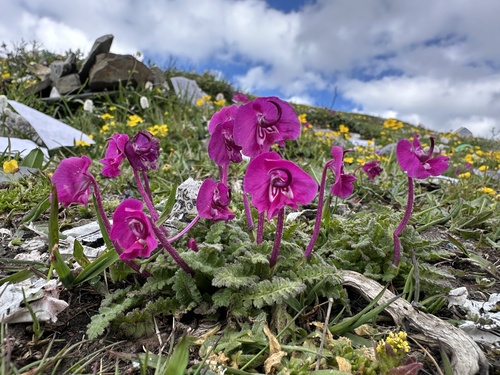 Pedicularis neolatituba
