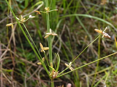 Cyperus lecontei
