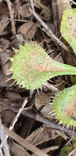 Drosera schmutzii