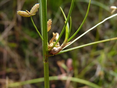 Cyperus lecontei