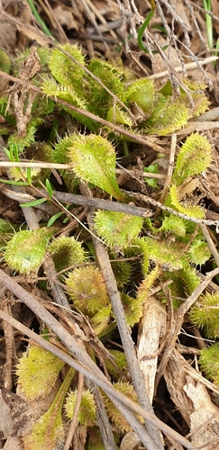 Image of Drosera schmutzii by (c) Andrew Thornhill, some rights reserved (CC BY)
