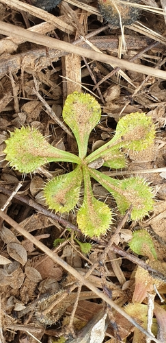 Drosera schmutzii