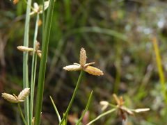 Cyperus lecontei