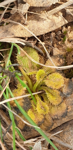 Image of Drosera schmutzii by (c) Andrew Thornhill, some rights reserved (CC BY)