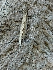 Erechthias fulguritella