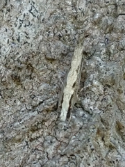 Erechthias fulguritella