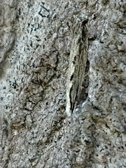 Erechthias fulguritella