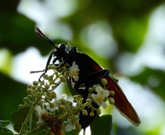 Protomydas rubidapex