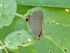 Electrostrymon hugon