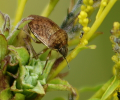 Homaemus aeneifrons