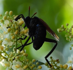 Protomydas rubidapex