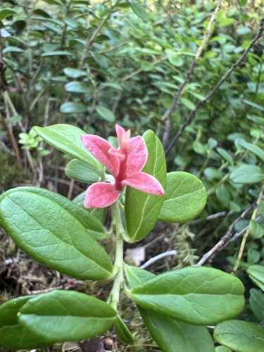 Lingonberry Gall