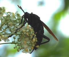 Protomydas rubidapex