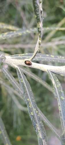 Braungelber Weidenblattkäfer