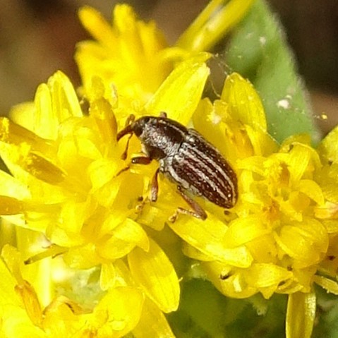 Centrinopus alternatus