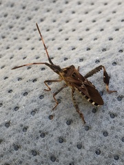 Leptoglossus clypealis