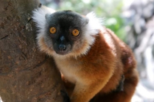 Black Lemur