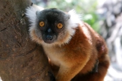 Eulemur macaco