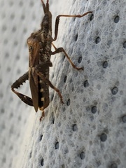 Leptoglossus clypealis