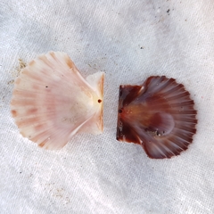 Pecten jacobaeus