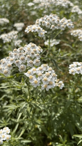 willowleaf yarrow