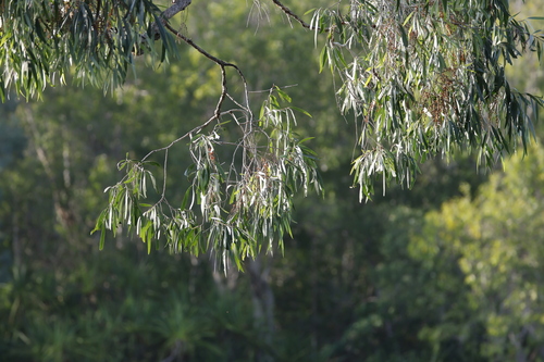 Melaleuca argentea observed 2024-10-10