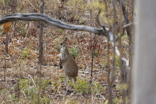 Antilopine Wallaroo