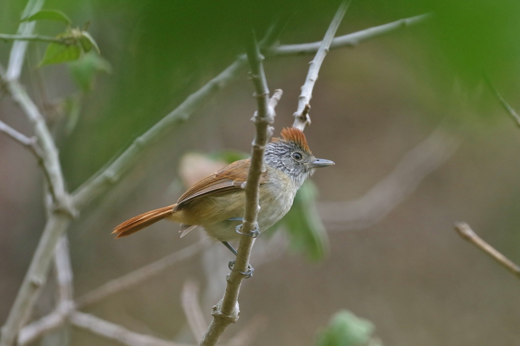 Chapman's Antshrike