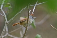 Thamnophilus zarumae