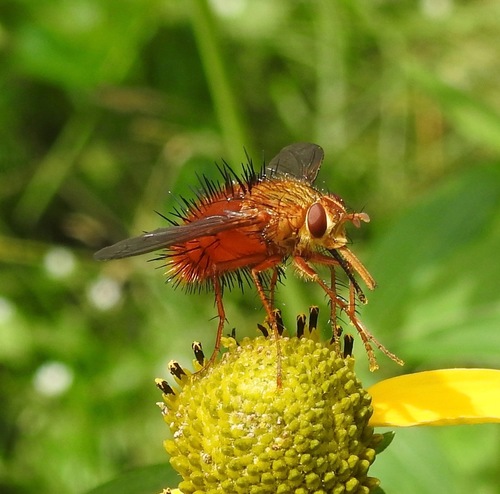 Adejeania vexatrix