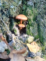 Fungi