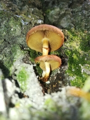 Fungi