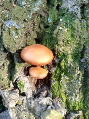 Fungi