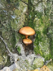 Fungi