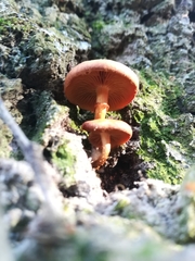 Fungi