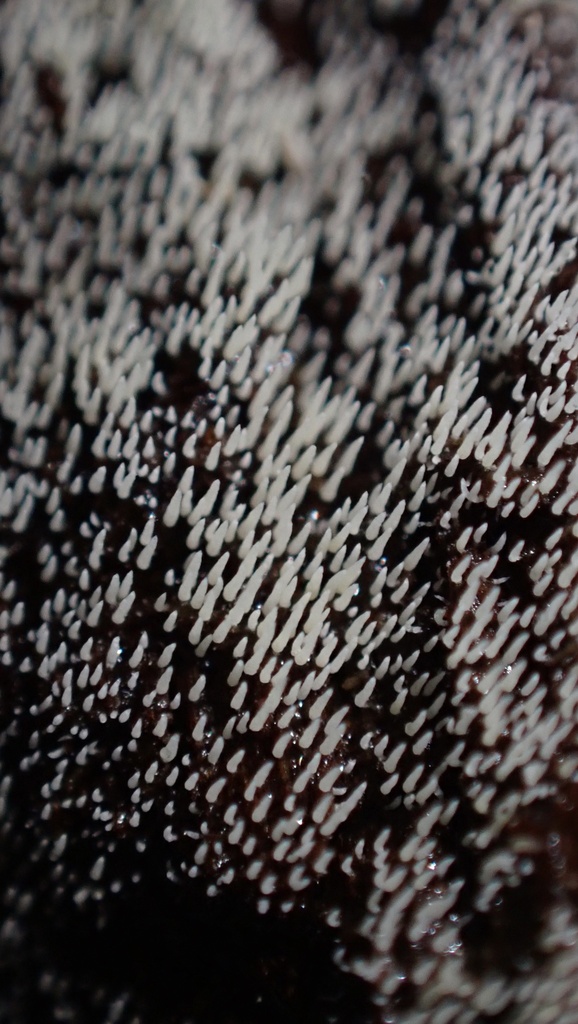 Hyalodon