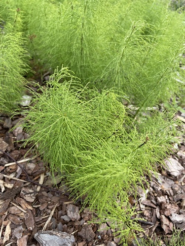 wood horsetail