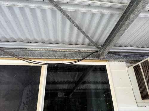 Coastal Carpet Python sighting